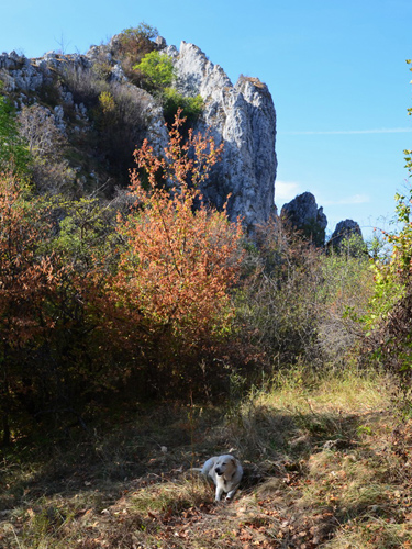 Foto IN saua estica a Coltului Cetatii (c) Lucian Petru Goja